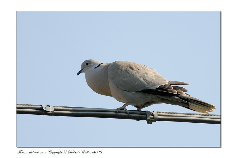 Tortora dal collare orientale - Streptopelia decaocto